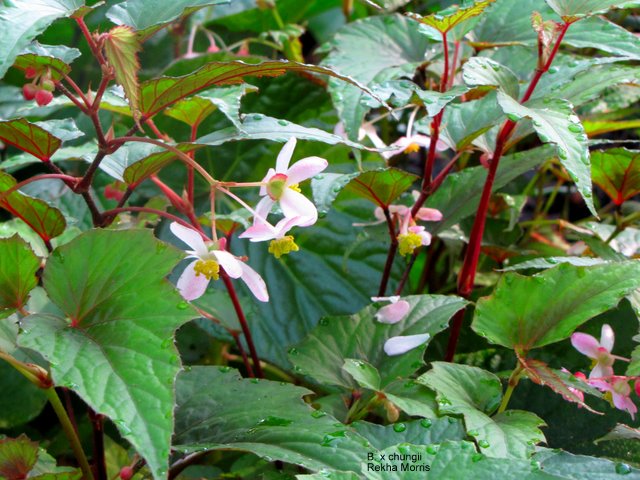 B. ‘xchungii’